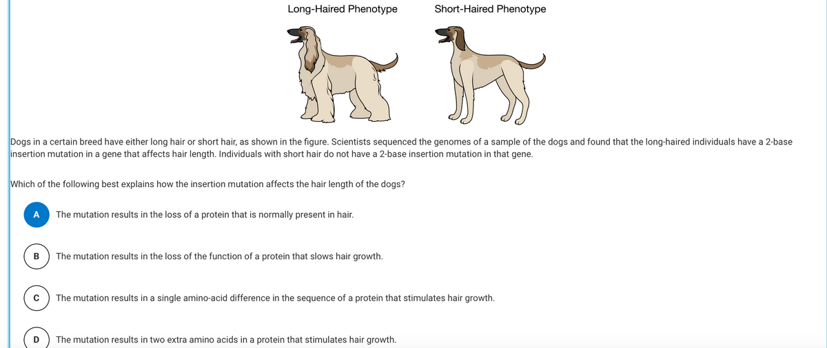 Long-Haired Phenotype
Wh
Dogs in a certain breed have either long hair or short hair, as shown in the figure. Scientists sequenced the genomes of a sample of the dogs and found that the long-haired individuals have a 2-base
insertion mutation in a gene that affects hair length. Individuals with short hair do not have a 2-base insertion mutation in that gene.
Which of the following best explains how the insertion mutation affects the hair length of the dogs?
B
The mutation results in the loss of a protein that is normally present in hair.
The mutation results in the loss of the function of a protein that slows hair growth.
Short-Haired Phenotype
The mutation results in a single amino-acid difference in the sequence of a protein that stimulates hair growth.
The mutation results in two extra amino acids in a protein that stimulates hair growth.