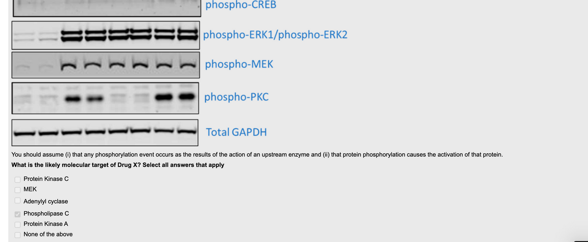phospho-CREB
====
!!
=== phospho-ERK1/phospho-ERK2
phospho-MEK
phospho-PKC
Total GAPDH
You should assume (i) that any phosphorylation event occurs as the results of the action of an upstream enzyme and (ii) that protein phosphorylation causes the activation of that protein.
What is the likely molecular target of Drug X? Select all answers that apply
Protein Kinase C
МЕК
Adenylyl cyclase
Phospholipase C
Protein Kinase A
None of the above
O OO S OO O
