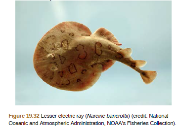 Figure 19.32 Lesser electric ray (Narcine bancrofti) (credit: National
Oceanic and Atmospheric Administration, NOAA's Fisheries Collection).
