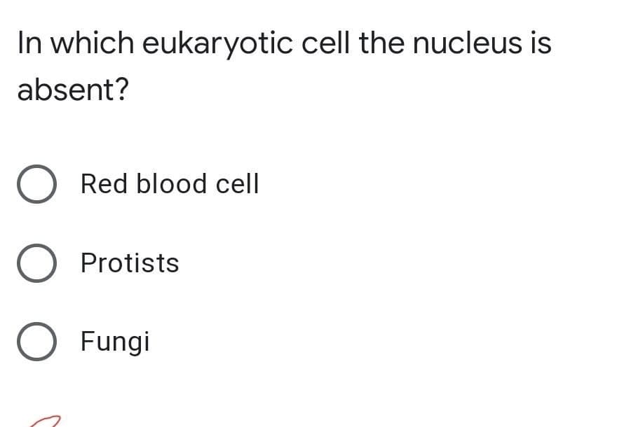 In which eukaryotic cell the nucleus is
absent?
Red blood cell
O Protists
O Fungi
