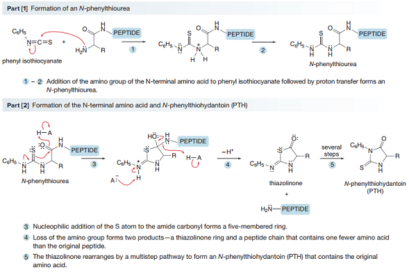 Part [1] Formation of an N-phenylthiourea
CHs
PEPTIDE
PEPTIDE
PEPTIDE
CH,
CHs
R.
'R
phenyl isothiocyanate
нн
N-phenylthiourea
1-2 Addition of the amino group of the N-terminal amino acid to phenyl isothiocyanate followed by proton transfer forms an
N-phenylthiourea.
Part [2] Formation of the N-terminal amino acid and N-phenylthiohydantoin (PTH)
н-А
HÖ
PEPTIDE
several CeHs.
steps
PEPTIDE
-H*
N.
Н-А
-R
CeHs
CeHs
CHs
'R
N-phenylthiourea
thiazolinone
N-phenylthiohydantoin
(PTH)
HạN- PEPTIDE
3 Nucleophilic addition of the S atom to the amide carbonyl forms a five-membered ring.
4 Loss of the amino group forms two products-a thiazolinone ring and a peptide chain that contains one fewer amino acid
than the original peptide.
5 The thiazolinone rearranges by a multistep pathway to form an N-phenylthiohydantoin (PTH) that contains the original
amino acid.
