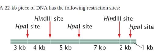 A 22-kb piece of DNA has the following restriction sites:
Hindlll site
Hpal site
Hindlll site
Hpal site
Hpal site
3 kb
4 kb
5 kb
7 kb
2 kb
1 kb
