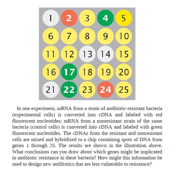 2 3
4 5
6
9 10
11
12 13 14 15
16 17 18
19 20
21
23 24 25
In one experiment, MRNA from a strain of antibiotic-resistant bacteria
(experimental cells) is converted into CDNA and labeled with red
fluorescent nucleotides; mRNA from a nonresistant strain of the same
bacteria (control cells) is converted into CDNA and labeled with green
fluorescent nucleotides. The CDNAS from the resistant and nonresistant
cells are mixed and hybridized to a chip containing spots of DNA from
genes 1 through 25. The results are shown in the illustration above.
What conclusions can you draw about which genes might be implicated
in antibiotic resistance in these bacteria? How might this information be
used to design new antibiotics that are less vulnerable to resistance?
