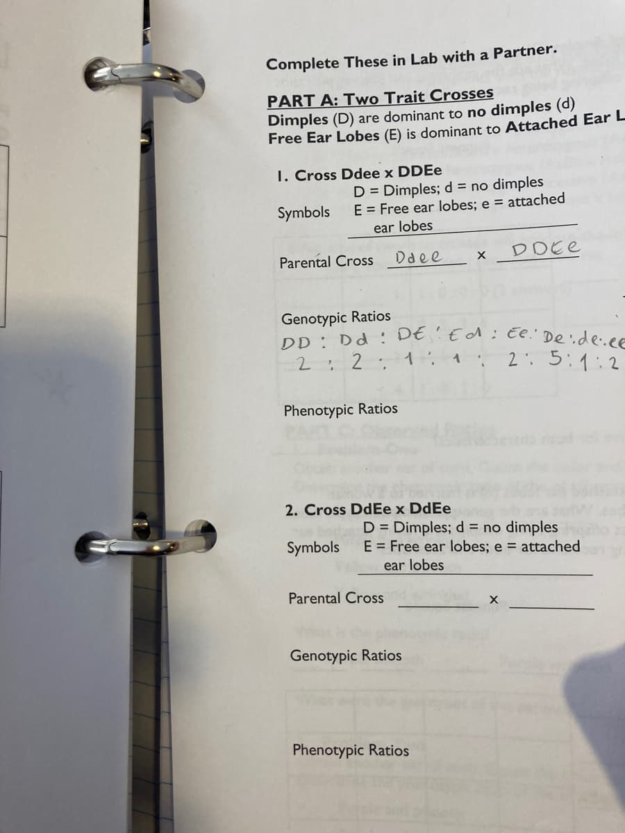 Complete These in Lab with a Partner.
PART A: Two Trait Crosses
Dimples (D) are dominant to no dimples (d)
Free Ear Lobes (E) is dominant to Attached Ear L
1. Cross Ddee x DDEe
Symbols
D = Dimples; d = no dimples
E = Free ear lobes; e = attached
ear lobes
Daee
Parental Cross
Genotypic Ratios
DD: Dd: DE EA :
2
: 2 : 1 :
1.
Phenotypic Ratios
2. Cross DdEe x DdEe
Symbols
Parental Cross
X
Genotypic Ratios
D = Dimples; d = no dimples
E = Free ear lobes; e = attached
ear lobes
Phenotypic Ratios
DDEC
X
Ee. De ide.ee
2: 5:1:2