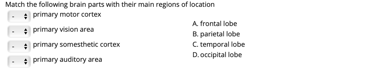 Match the following brain parts with their main regions of location
+ primary motor cortex
A. frontal lobe
primary vision area
B. parietal lobe
C. temporal lobe
D. occipital lobe
primary somesthetic cortex
+ primary auditory area
