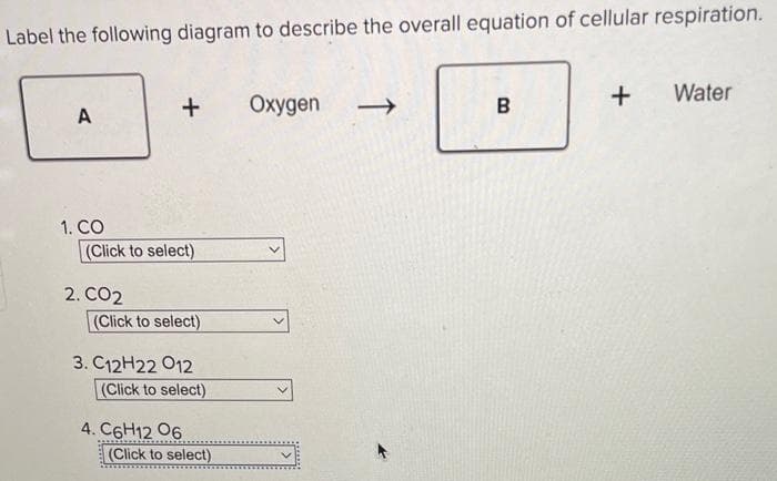 Label the following diagram to describe the overall equation of cellular respiration.
A
1. CO
+
(Click to select)
2. CO2
(Click to select)
3. C12H22 012
(Click to select)
4. C6H12 06
(Click to select)
Oxygen
B
+
Water