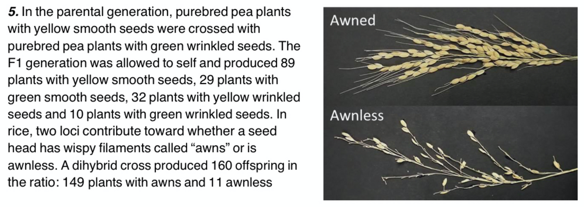 5. In the parental generation, purebred pea plants
with yellow smooth seeds were crossed with
Awned
purebred pea plants with green wrinkled seeds. The
F1 generation was allowed to self and produced 89
plants with yellow smooth seeds, 29 plants with
green smooth seeds, 32 plants with yellow wrinkled
seeds and 10 plants with green wrinkled seeds. In
rice, two loci contribute toward whether a seed
Awnless
head has wispy filaments called "awns" or is
awnless. A dihybrid cross produced 160 offspring in
the ratio: 149 plants with awns and 11 awnless
