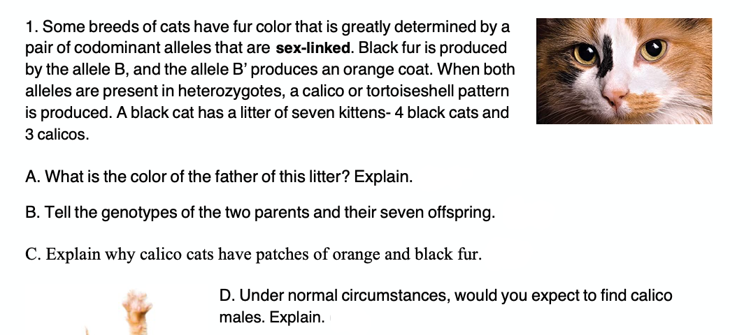 1. Some breeds of cats have fur color that is greatly determined by a
pair of codominant alleles that are sex-linked. Black fur is produced
by the allele B, and the allele B' produces an orange coat. When both
alleles are present in heterozygotes, a calico or tortoiseshell pattern
is produced. A black cat has a litter of seven kittens- 4 black cats and
3 calicos.
A. What is the color of the father of this litter? Explain.
B. Tell the genotypes of the two parents and their seven offspring.
C. Explain why calico cats have patches of orange and black fur.
D. Under normal circumstances, would you expect to find calico
males. Explain.

