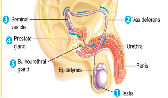 Seminal -
2 Vas deferens
vesicle
Prostate -
gland
FUrethra
6 Bulbourethral -
gland
-Penis
Epididymis
1 Testis
