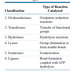 Туре of Reaction
Catalyzed
Classification
1. Oxidoreductases
Oxidation-reduction
reactions
2. Transferases
Transfer of functional
groups
3. Hydrolases
Hydrolysis reactions
4. Lyases
Group elimination to
form double bonds
5. Isomerases
Isomerization
6. Ligases
Bond formation
coupled with ATP
hydrolysis
