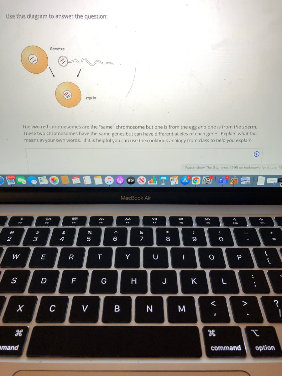 Use this diagram to answer the question:
Gametes
zygote
The two red chromosomes are the "same" chromosome but one is from the egg and one is from the sperm.
These two chromosomes have the same genes but can have different alleles of each gene. Explain what this
means in your own words. If it is helpful you can use the cookbook analogy from class to help you explain.
Watch show The Sopranos 1999 on lookmovie for free in 10
dtv
MacBook Air
888
08
F3
DII
DD
F2
F4
F6
F7
FB
F9
F10
@
#3
$
&
4
6
7
8
W
E
Y
U
G
J
K
L
C
V
M
amand
command
option
.. •-
V
*3
