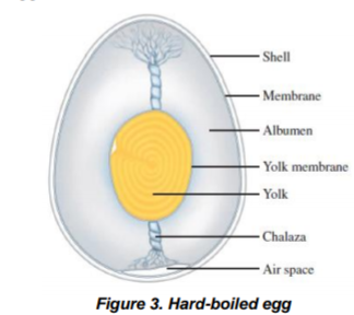 - Shell
- Membrane
· Albumen
- Yolk membrane
- Yolk
- Chalaza
Air space
Figure 3. Hard-boiled egg
