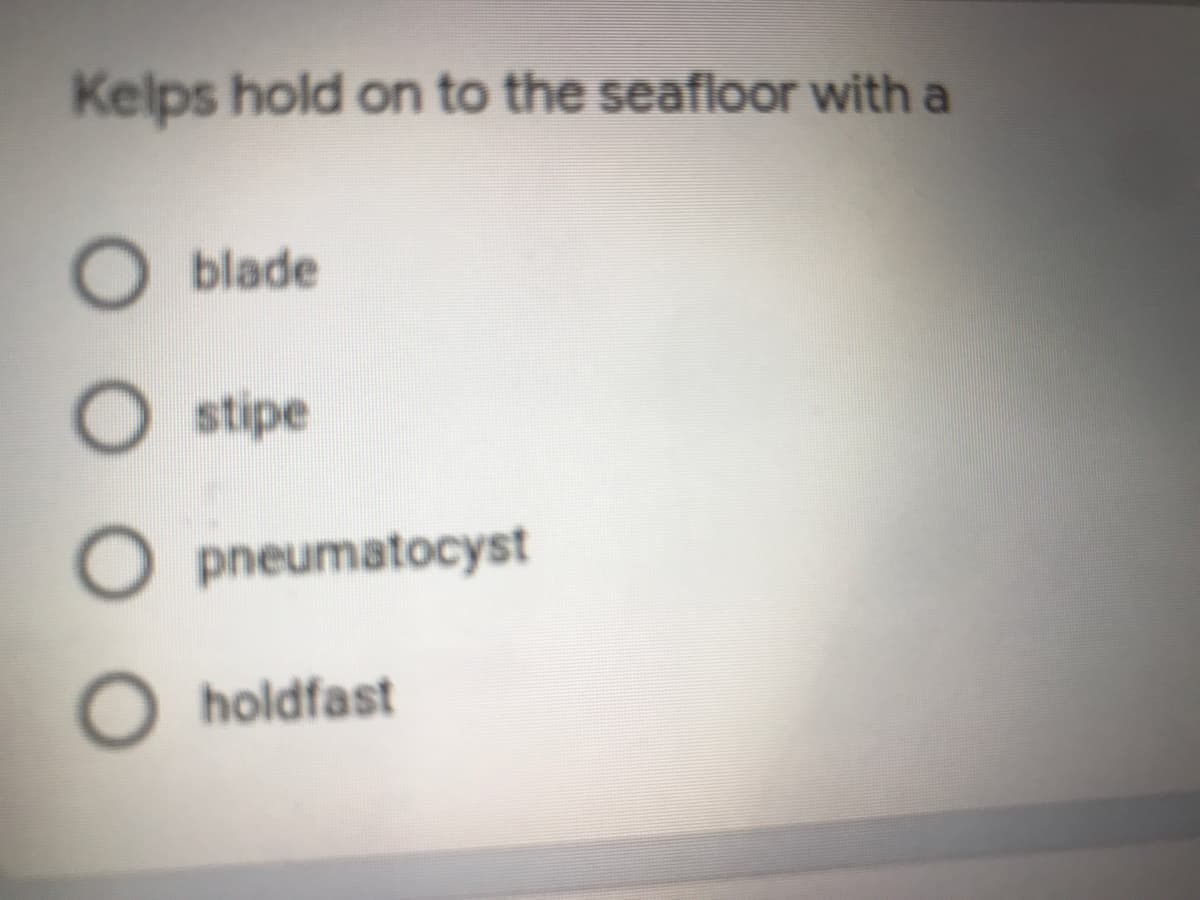 Kelps hold on to the seafloor with a
blade
O stipe
O pneumatocyst
holdfast
