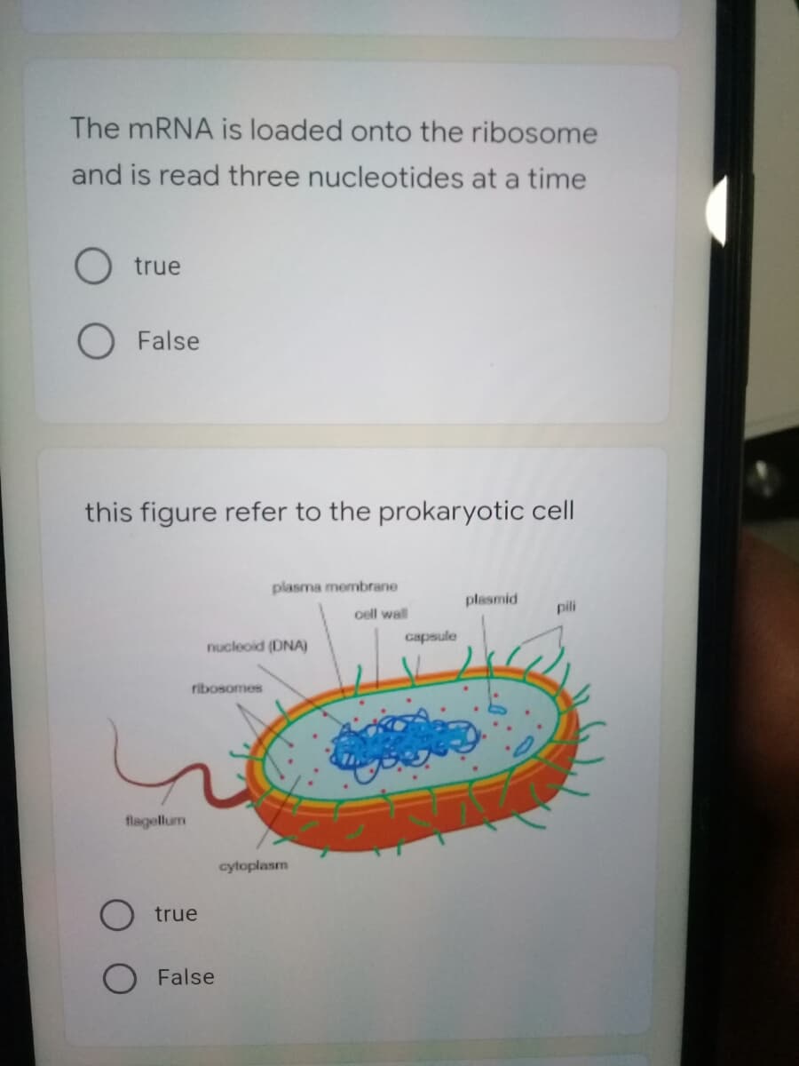 The mRNA is loaded onto the ribosome
and is read three nucleotides at a time
O true
False
this figure refer to the prokaryotic cell
plasma membrane
plasmid
cell wall
pili
nucleoid (DNA)
Gapsule
ribosomes
flagellum
cytoplasm
true
O False
