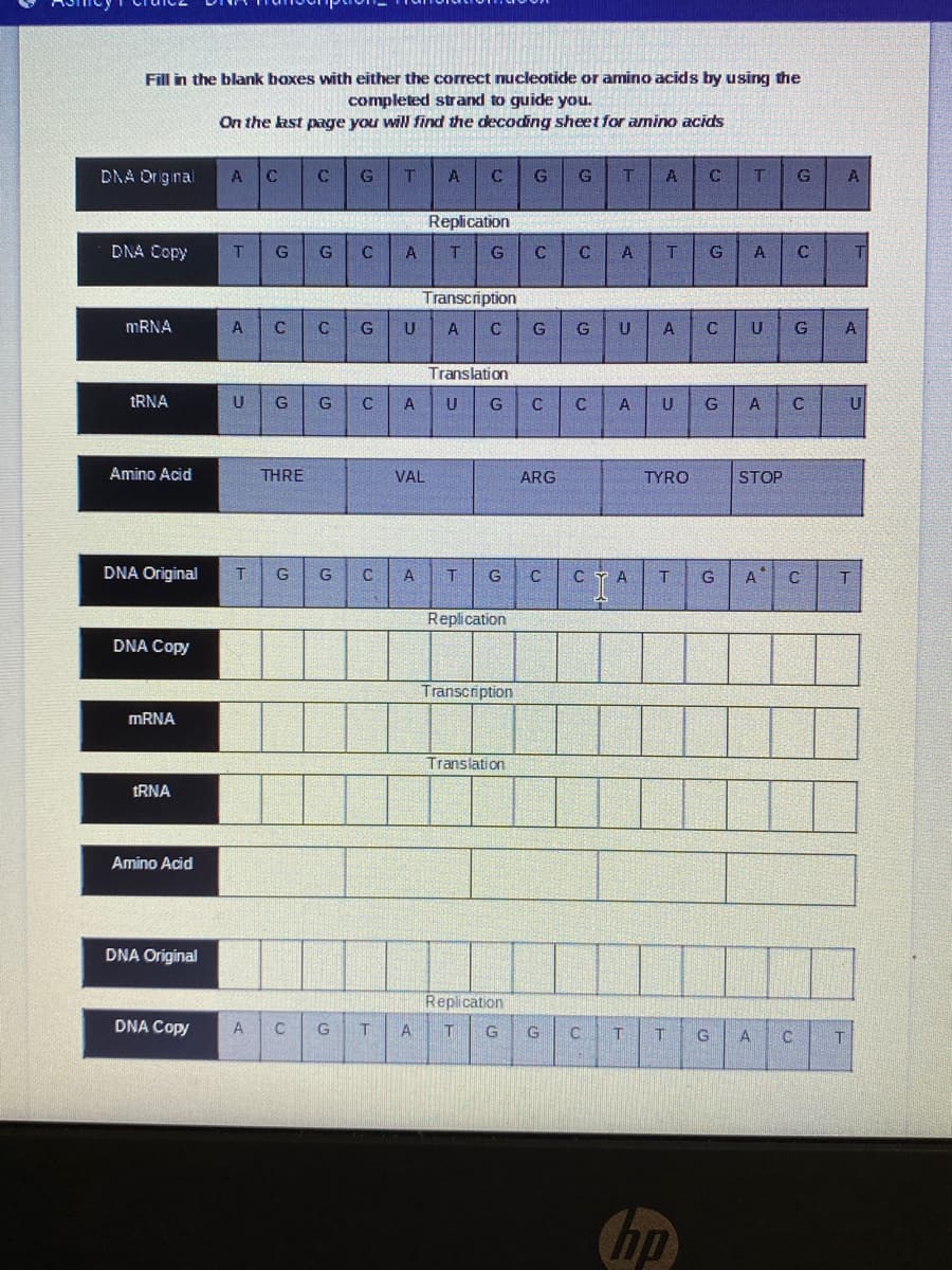 Fill in the blank boxes with either the correct nucleotide or amino acids by using the
completed strand to guide you.
On the last page you will find the decoding sheet for amino acids
DAA Original
A C
C
G
A.
C.
T
G
Replication
DNA Copy
C
A
T
Transcription
UA C
MRNA
A
G
U
G
A
Translation
tRNA
G
C
A U
A
U
A
Amino Acid
THRE
VAL
ARG
TYRO
STOP
DNA Original
G
A
G
C
CTA
A
Replication
DNA Copy
Transcription
MRNA
Translation
TRNA
Amino Acid
DNA Original
Replication
DNA Copy
G
A
T
A
hp
A
