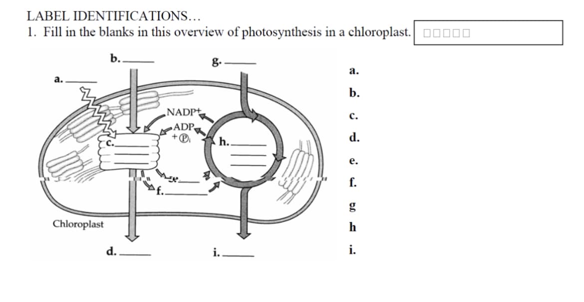 LABEL IDENTIFICATIONS...
1. Fill in the blanks in this overview of photosynthesis in a chloroplast. 00000
a.
Chloroplast
d.
NADP+
ADP
g.
h..
i.
a.
b.
C.
d.
e.
f.
g
h
i.