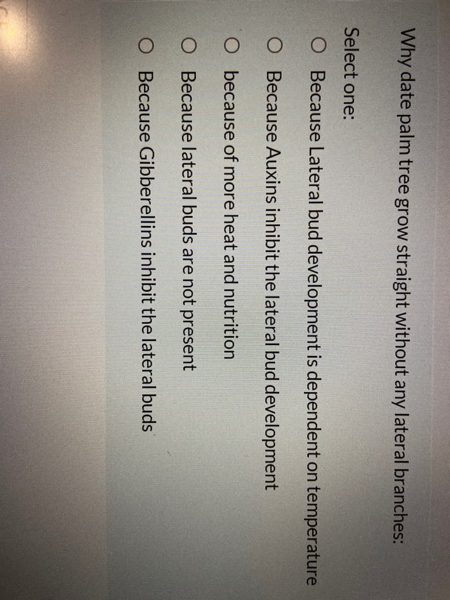 Why date palm tree grow straight without any lateral branches:
Select one:
O Because Lateral bud development is dependent on temperature
O Because Auxins inhibit the lateral bud development
O because of more heat and nutrition
O Because lateral buds are not present
O Because Gibberellins inhibit the lateral buds
