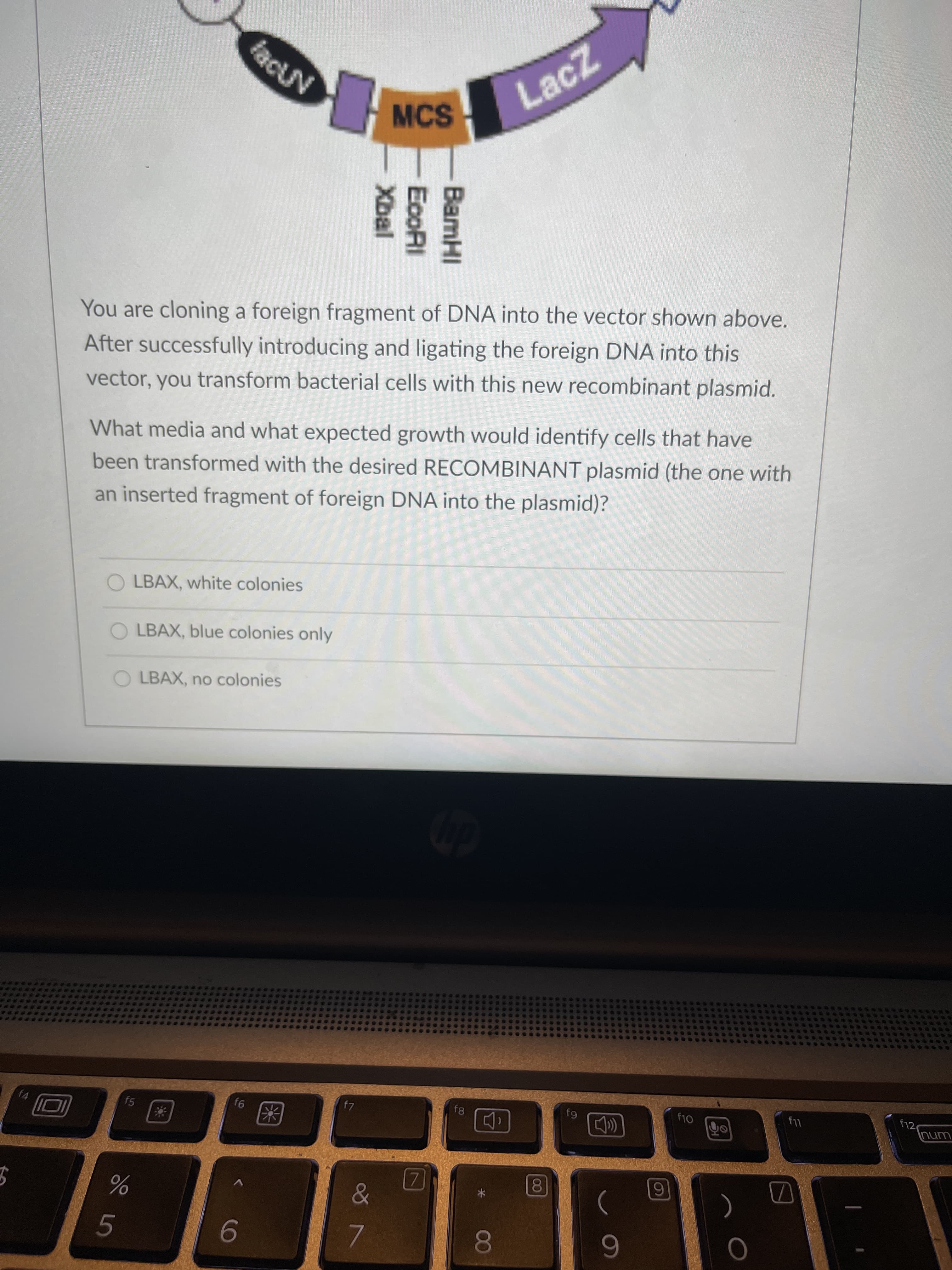 What media and what expected growth would identify cells that have
been transformed with the desired RECOMBINANT plasmid (the one with
an inserted fragment of foreign DNA into the plasmid)?
O LBAX, white colonies
LBAX, blue colonies only
LBAX, no colonies
