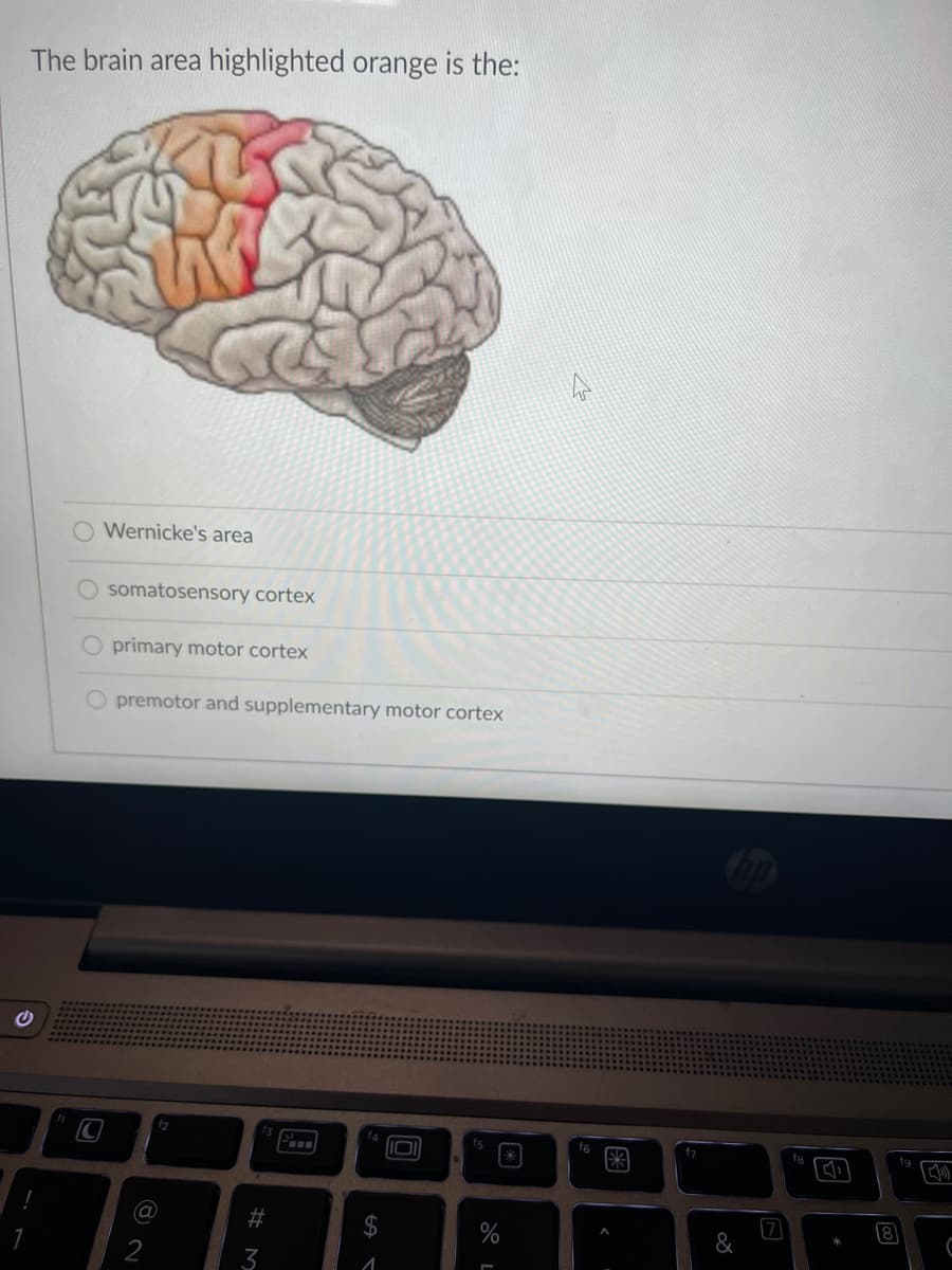 The brain area highlighted orange is the:
O Wernicke's area
somatosensory cortex
O primary motor cortex
premotor and supplementary motor cortex
15
f6
fg
fg
%23
8
2
<
# M
