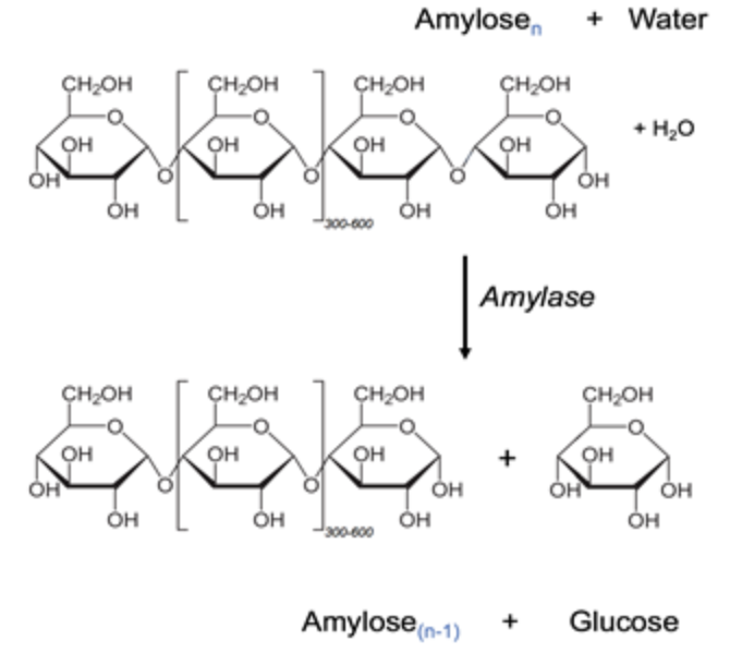 Amylose,
+ Water
ÇH;OH
CH2OH
ÇH;OH
ÇH;OH
+ H20
OH
OH
он
он
он
Он
он
он
00-000
Amylase
ÇH2OH
ÇH2OH
ÇH;OH
ÇH;OH
он
он
он
+
OH
ÓH
он
ÓH
он
он
он
Amylose(n-1)
Glucose
+
