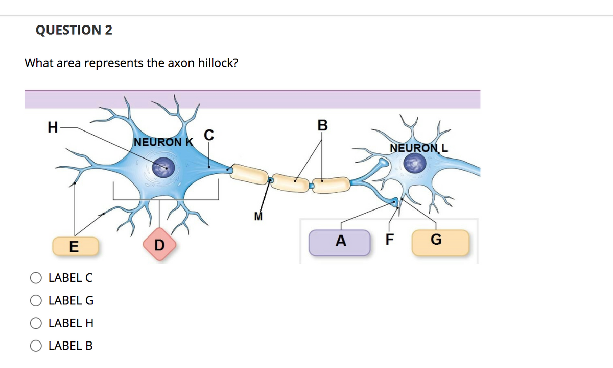 QUESTION 2
What area represents the axon hillock?
H
B
C
NEURON K
NEURON L
D
A
F
G
LABEL C
LABEL G
LABEL H
LABEL B
