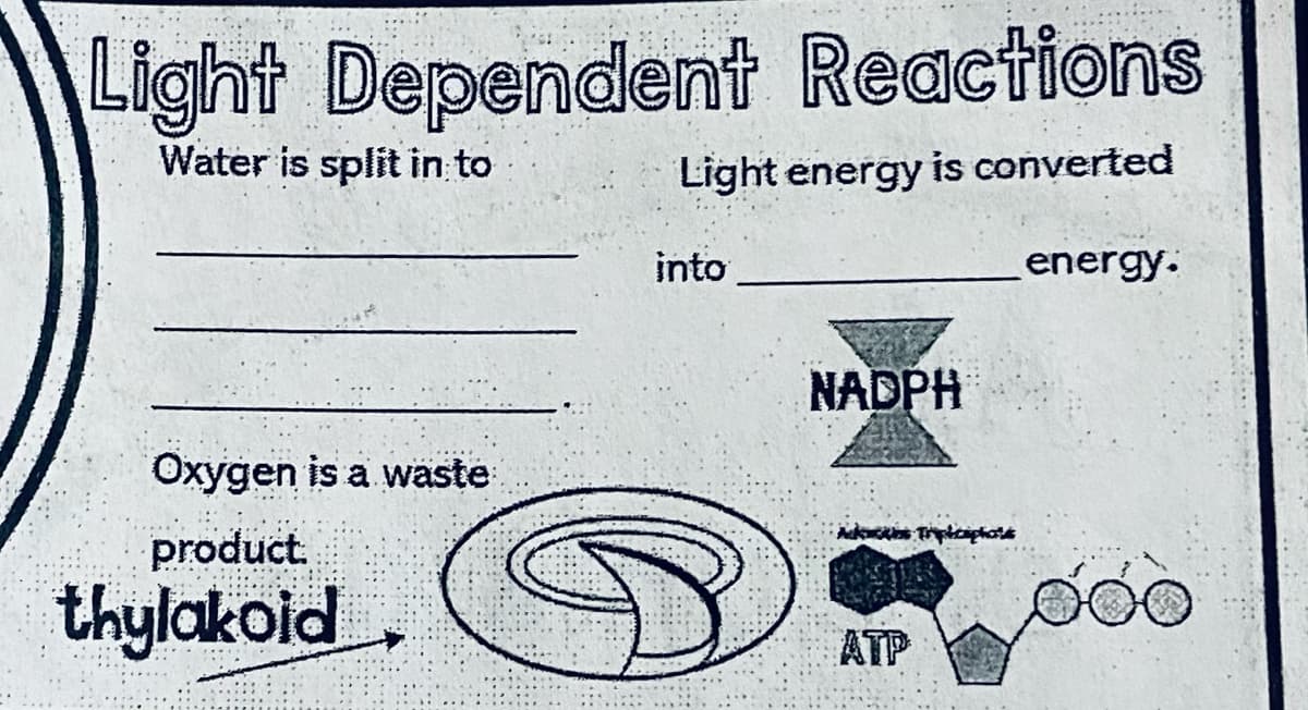 Light Dependent Reactions
Water is split in to
Light energy is converted
into
energy.
NADPH
Oxygen is a waste
product.
thylakoid.
ATP
