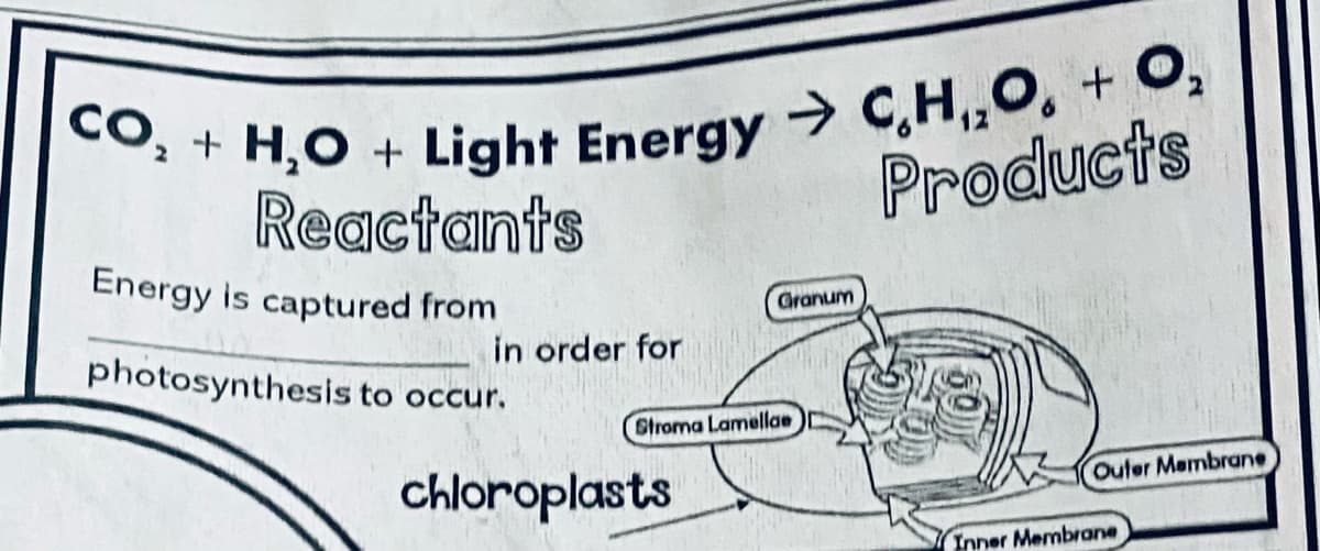O, + H,O + Light Energy → C,H,,0, +.
Reactants
Energy is captured from
Products
Granum
photosynthesis to occur.
order for
Stroma Lamellae
Chloroplasts
Outer Membrane
Inner Membrane
