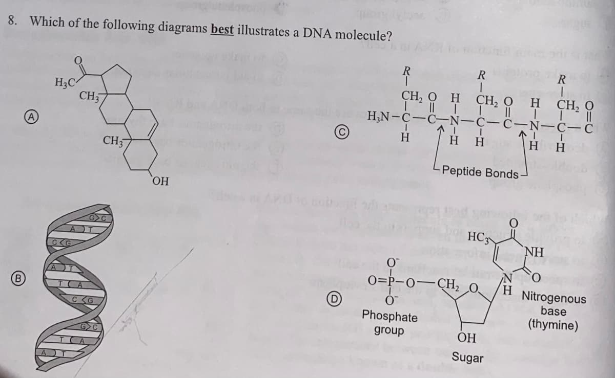 8. Which of the following diagrams best illustrates a DNA molecule?
R
R
CH2 O
H,N-C-C-N-C-C -N-C-C
CH2 O H
CH, O
H
H3C
CH3
H
H.
H
нн
CH3
Peptide Bonds-
HO,
GC
HC3»
NH
)=P-O–
CH2 O.
H
Nitrogenous
base
Phosphate
(thymine)
group
ОН
Sugar
