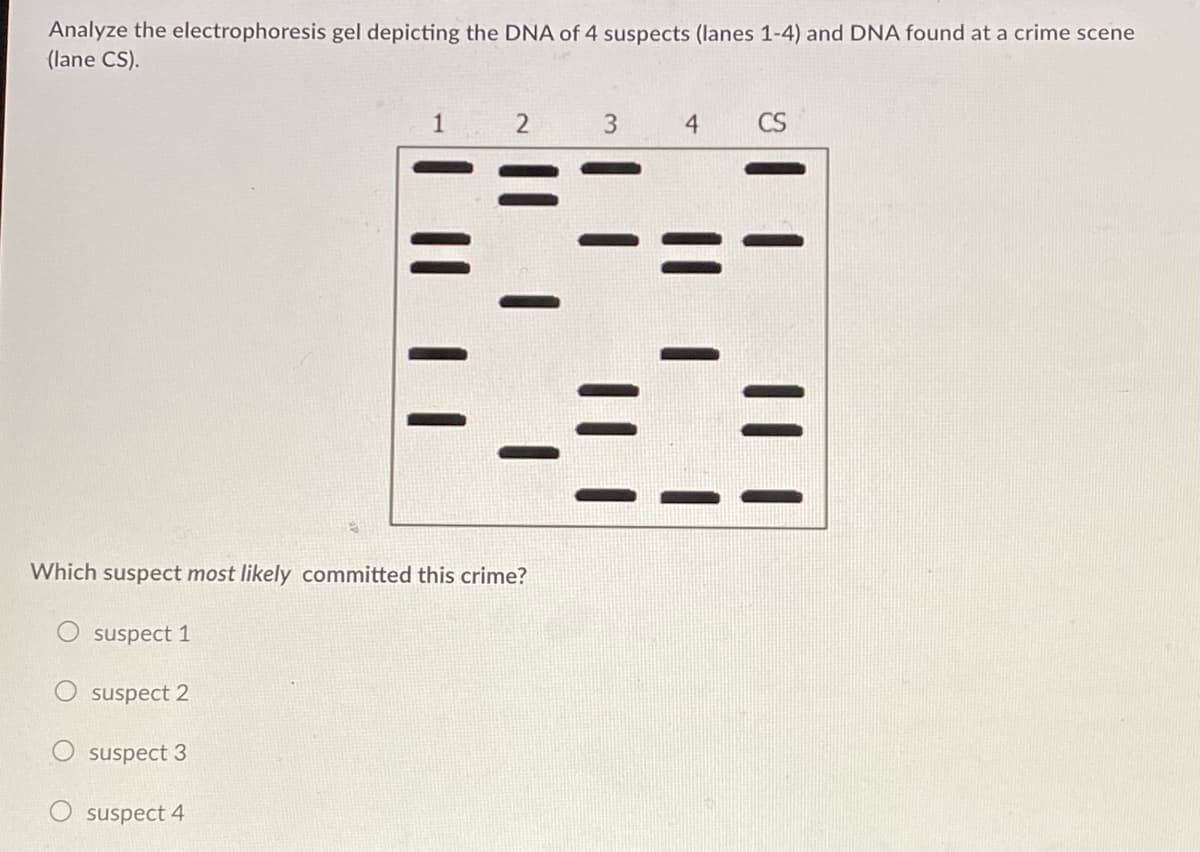 Analyze the electrophoresis gel depicting the DNA of 4 suspects (lanes 1-4) and DNA found at a crime scene
(lane CS).
1
3
4.
CS
Which suspect most likely committed this crime?
O suspect 1
O suspect 2
suspect 3
suspect 4
