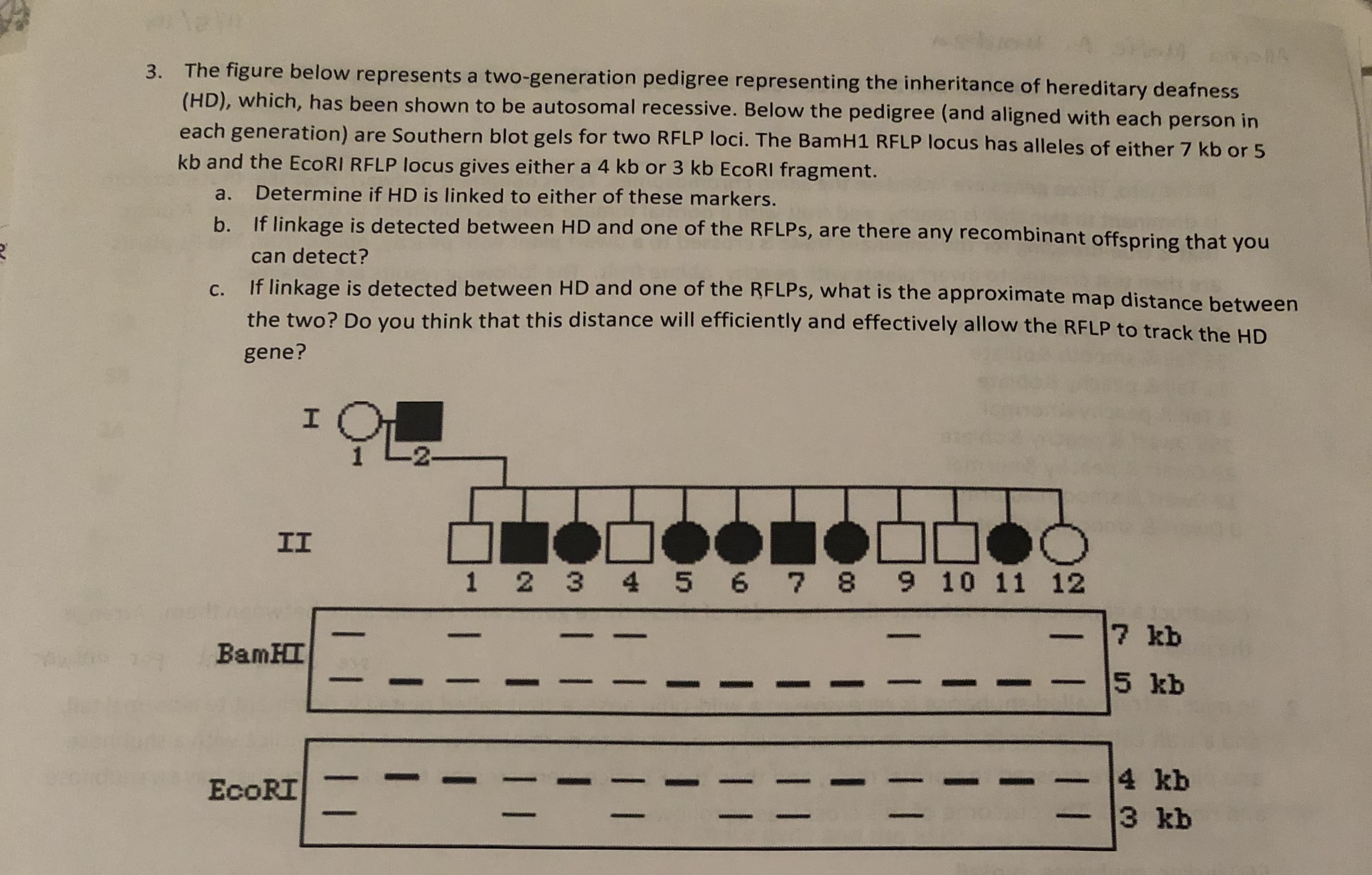 S2
A
3. The figure below represents a two-generation pedigree representing the inheritance of hereditary deafness
(HD), which, has been shown to be autosomal recessive. Below the pedigree (and aligned with each person in
each generation) are Southern blot gels for two RFLP loci. The BamH1 RFLP locus has alleles of either 7 kb or 5
kb and the EcoRI RFLP locus gives either a 4 kb or 3 kb EcoRI fragment.
Determine if HD is linked to either of these markers.
a.
If linkage is detected between HD and one of the RFLPS, are there any recombinant offspring that you
b.
can detect?
If linkage is detected between HD and one of the RFLPs, what is the approximate map distance between
the two? Do you think that this distance will efficiently and effectively allow the RFLP to track the HD
C.
gene?
I
II
1 2 3 4 5 6 7 8 9 10 11 12
7 kb
BamHI
SS8
5 kb
4 kb
3 kb
EcoRI
