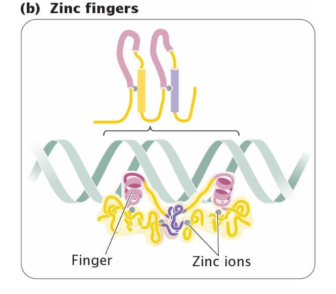 (b) Zinc fingers
VAV
Finger
Zinc ions
