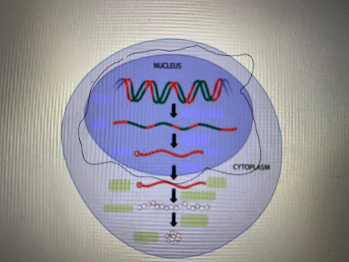 NUCLEUS
CYTOPLASM
