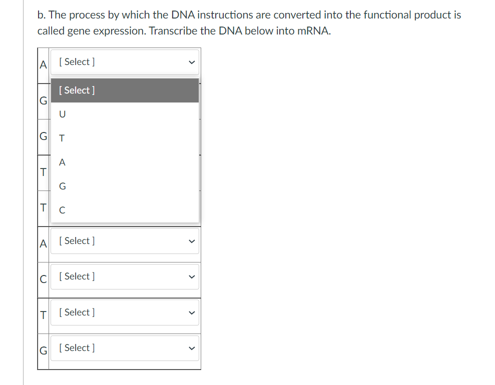 b. The process by which the DNA instructions are converted into the functional product is
called gene expression. Transcribe the DNA below into mRNA.
A
[ Select ]
[ Select ]
U
A
T
IA
[ Select ]
[ Select ]
[ Select ]
[ Select ]
>
>
