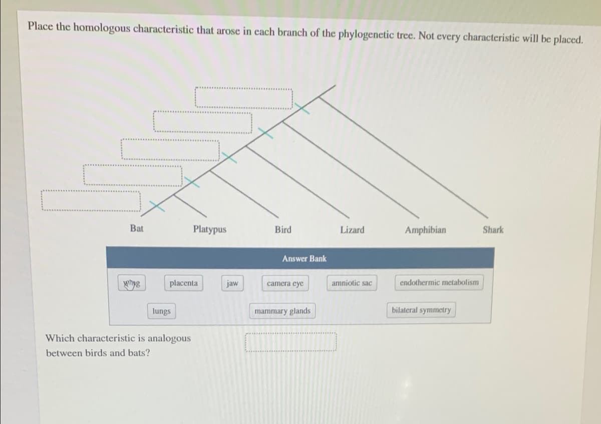 Place the homologous characteristic that arose in each branch of the phylogenetic tree. Not every characteristic will be placed.
Bat
Platypus
Bird
Lizard
Amphibian
Shark
Answer Bank
placenta
jaw
camera eye
amniotic sac
endothermic mctabolism
lungs
mammary glands
bilateral symmetry
Which characteristic is analogous
between birds and bats?
