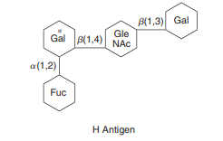 B(1,3) Gal
Gle
B(1,4)
Gal
NAC
a(1,2)
Fuc
H Antigen
