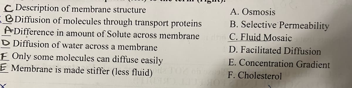 C Description of membrane structure
BDiffusion of molecules through transport proteins
ADifference in amount of Solute across membrane
D Diffusion of water across a membrane
F Only some molecules can diffuse easily
E Membrane is made stiffer (less fluid)
A. Osmosis
B. Selective Permeability
C. Fluid Mosaic de
D. Facilitated Diffusion
E. Concentration Gradient
F. Cholesterol
130 1314012