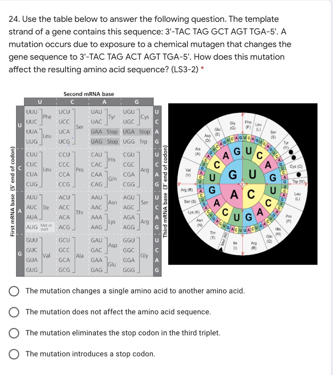 AGUC
24. Use the table below to answer the following question. The template
strand of a gene contains this sequence: 3'-TAC TAG GCT AGT TGA-5'. A
mutation occurs due to exposure to a chemical mutagen that changes the
gene sequence to 3'-TAC TAG ACT AGT TGA-5'. How does this mutation
affect the resulting amino acid sequence? (LS3-2) *
Second mRNA base
A
UCU
UGU
Cys
UGC
UUU
UAU
Tyr
UAC
Phe
UUC
U
UCC
Ser
UCA
Phe
Gly
(G)
Leu
Glu
(F)
(L)
UUA
UAA Stop UGA Stop A
Ser
Asp (E)
(D)
Leu
(S)
UCG
UUG
UAG Stop UGG Trp
Tyr
(Y)
Ala
CUU
CCU
CAU
CGU
U
(A)
His
C
G U
A
CỤC
Leu
CUA
CC
Pro
CCA
CAC
CGC
Arg
CGA
Cys (C)
G
A
Val
CAA
(V)
Gln
G Trp (W)
CUG
CCG
CAG
CGG
G
Arg (R)
G
А С
A
Leu
AUU
ACU
AAU
AGU
(L)
Asn
Ser
Ser (S)
AUC Ile
ACC
Thr
ACA
AAC
AGC
C/
Lys (K)
UGA
AUA
Pro
AAA
Lys
AAG
AGA
Arg
AGG
Asn
(N)
(P)
AUG Met or
start
ACG
His
Thr
(T)
Gin (H)
(Q)
GUU
GCU
GAU
GGU
lle
Asp
Arg
(R)
(1)
GUC
Val
GUA
GCC
GAC
GGC
Ala
GCA
Gly
GGA
GAA
Glu
GAG
GUG
GCG
GGG
The mutation changes a single amino acid to another amino acid.
The mutation does not affect the amino acid sequence.
The mutation eliminates the stop codon in the third triplet.
O The mutation introduces a stop codon.
First mRNA base (5' end of codon)
Third mRNA base (3' end of codon)
