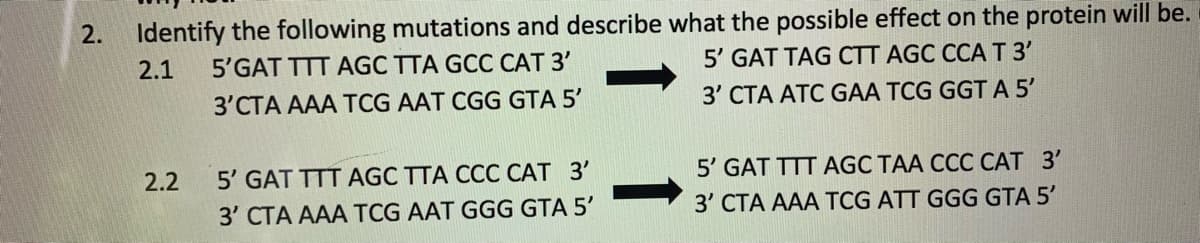 Identify the following mutations and describe what the possible effect on the protein will be.
5'GAT TTT AGC TTA GCC CAT 3'
2.
2.1
5' GAT TAG CTT AGC CCA T3'
3'CTA AAA TCG AAT CGG GTA 5'
3' CTA ATC GAA TCG GGT A 5'
5' GAT TTT AGC TTA CCC CAT 3'
3' CTA AAA TCG AAT GGG GTA 5'
5' GAT TTT AGC TAA CCC CAT 3'
3' CTA AAA TCG ATT GGG GTA 5'
2.2
