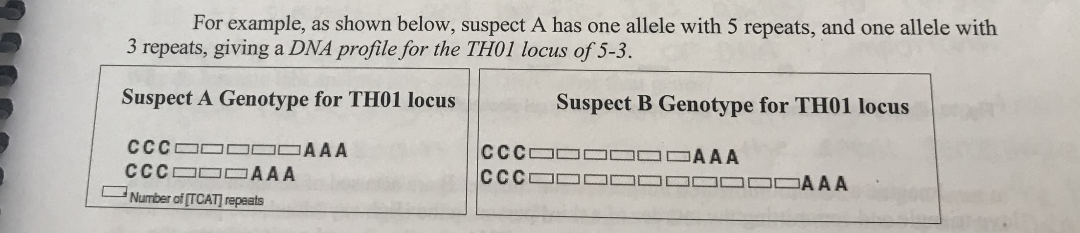 For example, as shown below, suspect A has one allele with 5 repeats, and one allele with
3 repeats, giving a DNA profile for the TH01 locus of 5-3.
Suspect A Genotype for TH01 locus
Suspect B Genotype for TH01 locus
CCC
AAA
CCC
CCC
AAA
CCC
AAA
AAA
Number of [TCAT] repaats
