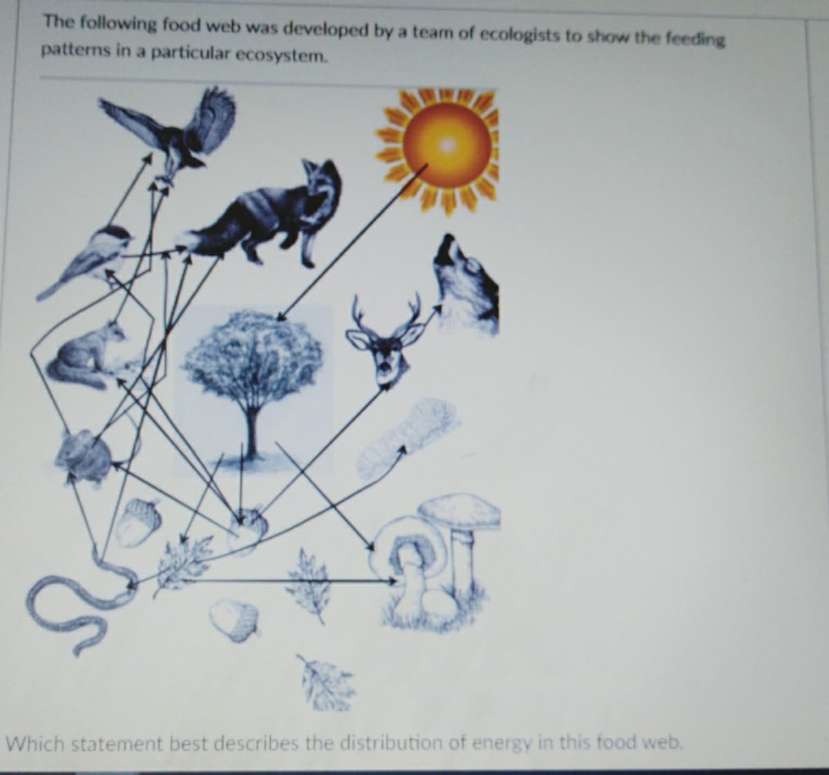 The following food web was developed by a team of ecologists to show the feeding
patterns in a particular ecosystem.
Which statement best describes the distribution of energy in this food web.
