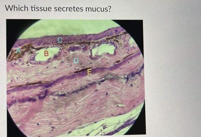 Which tissue secretes mucus?
B
E
