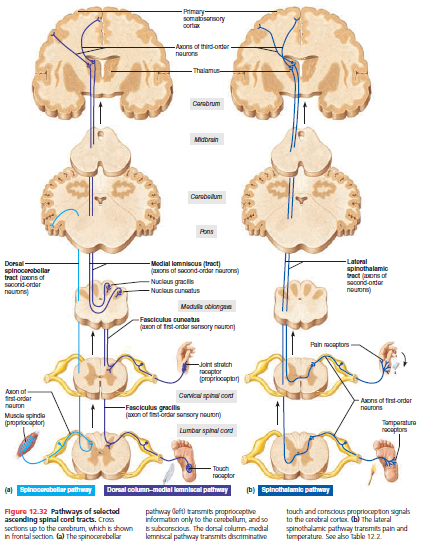 Primary
somatisormory
cortax
-Axons of thind-onter
neurons
- Thalamus-
Carsbrum
Midbrain
Carsbeilum
Pons
-Latoral
spinothalamic
tract (aors of
sacondonter
nouons)
Dorsal-
Modial lomniscus (tract)
(aors of sacond order niaurons)
spinocorobellar
tract (ens of
sacond-ordar
naurore)
- Nucious gracils
- Nucious cunatus
Madu obiongan
Fasciculus cunoatus
(aon of tnstorder narmory nauon)
Pain mcaptors
-Jont strutch
Tacaptor
(propriocapitor)
Auon of
frst-ordar
Carvical spinal cond
Aons of first-ordar
neuron
-Fasciculus gracilis
(on of fistordar sarsory nouor)
naurons
Muscla spindia
(propriociaptor)
Tamparatura
racaptors
Lumbar spinal cord
Touch
racaptor
(a) Spinocorabellar pathway
Dorsal column-medial lomniscal pathway
(D) Spinothalamke pathway
Figure 12.32 Pathways of soloctod
ascending spinal cord tracts. Cros
sactions up to the corobrum, whikh shown
In frontal section (a) The spinocarebellar
pathway Oefo tansmits propriocaptive
information only to the cerebelum, and so
bsubcorscous. The dorsal column-modial
kemniscal pathway transmits discriminative
touch and corecious propriocapton signals
to the corobral cortex. (h) The lateral
spinothalamik pathway traremits pain and
tamperature. Se abso table 12.2
