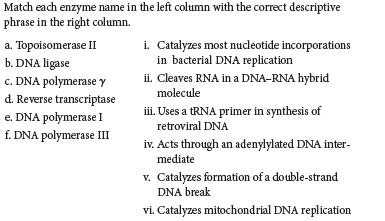 Match each enzyme name in the left column with the correct descriptive
phrase in the right column.
a. Topoisomerase II
b. DNA ligase
c. DNA polymerase y
d. Reverse transcriptase
i. Catalyzes most nucleotide incorporations
in bacterial DNA replication
ii. Cleaves RNA in a DNA-RNA hybrid
molecule
e. DNA polymerase I
f. DNA polymerase II
iii. Uses a tRNA primer in synthesis of
retroviral DNA
iv. Acts through an adenylylated DNA inter-
mediate
v. Catalyzes formation of a double-strand
DNA break
vi. Catalyzes mitochondrial DNA replication
