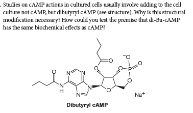 . Studies on CAMP actions in cultured cells usually involve adding to the cell
culture not CAMP, but dibutyryl CAMP (see structure). Why is this structural
modification necessary? How could you test the premise that di-Bu-CAMP
has the same biochemical effects as CAMP?
N.
N=
Nat
Dibutyryl CAMP
O

