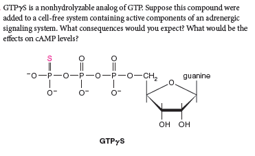 GTPYS is a nonhydrolyzable analog of GTP. Suppose this compound were
added to a cell-free system containing active components of an adrenergic
signaling system. What consequences would you expect? What would be the
effects on CAMP levels?
||
-0-P-o-P-0-P-o-CH,
guanine
он он
GTPYS
-
