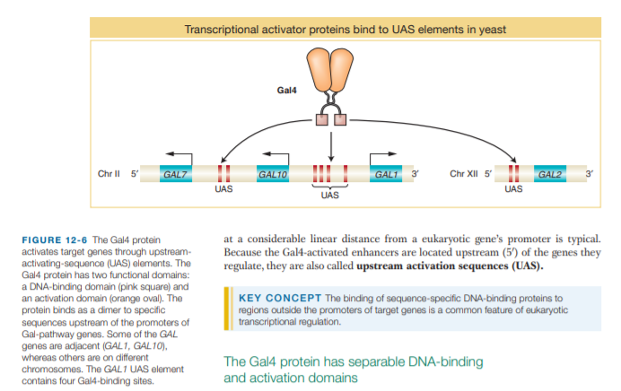 Transcriptional activator proteins bind to UAS elements in yeast
Gal4
Chr II 5
GAL7
GAL10
GAL1
3'
Chr XII 5
GAL2
3'
UAS
UAS
UÁS
at a considerable linear distance from a eukaryotic gene's promoter is typical.
Because the Gal4-activated enhancers are located upstream (5') of the genes they
regulate, they are also called upstream activation sequences (UAS).
FIGURE 12-6 The Gal4 protein
activates target genes through upstream-
activating-sequence (UAS) elements. The
Gal4 protein has two functional domains:
a DNA-binding domain (pink square) and
an activation domain (orange oval). The
protein binds as a dimer to specific
sequences upstream of the promoters of
Gal-pathway genes. Some of the GAL
genes are adjacent (GAL1, GAL10),
whereas others are on different
chromosomes. The GAL1 UAS element
KEY CONCEPT The binding of sequence-specific DNA-binding proteins to
regions outside the promoters of target genes is a common feature of eukaryotic
transcriptional regulation.
The Gal4 protein has separable DNA-binding
and activation domains
contains four Gal4-binding sites.
