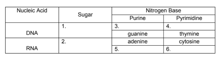 Nucleic Acid
Nitrogen Base
Sugar
Purine
Pyrimidine
1.
3.
4.
DNA
guanine
thymine
cytosine
adenine
RNA
5.
6.
2.
