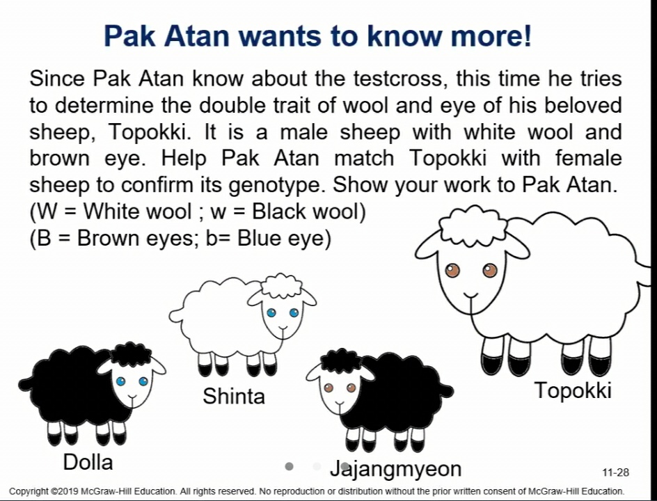 Pak Atan wants to know more!
Since Pak Atan know about the testcross, this time he tries
to determine the double trait of wool and eye of his beloved
sheep, Topokki. It is a male sheep with white wool and
brown eye. Help Pak Atan match Topokki with female
sheep to confirm its genotype. Show your work to Pak Atan.
(W = White wool ; w = Black wool)
(B = Brown eyes; b= Blue eye)
%3D
Shinta
Тоpokki
Dolla
Jajangmyeon
11-28
Copyright ©2019 McGraw-Hill Education. All rights reserved. No reproduction or distribution without the prior written consent of McGraw-Hill Education.
