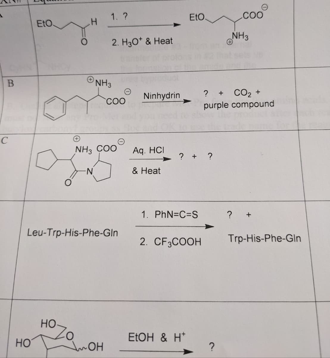 1. ?
EtO
COO
EtO.
NH3
2. H30* & Heat
NH3
CO2 +
purple compound
Ninhydrin
COO
C
NH3 COO
Aq. HCI
? + ?
N-
& Heat
1. PhN=C=S
?
Leu-Trp-His-Phe-GIn
2. CF3COOH
Trp-His-Phe-Gln
Но-
ELOH & H*
HO
