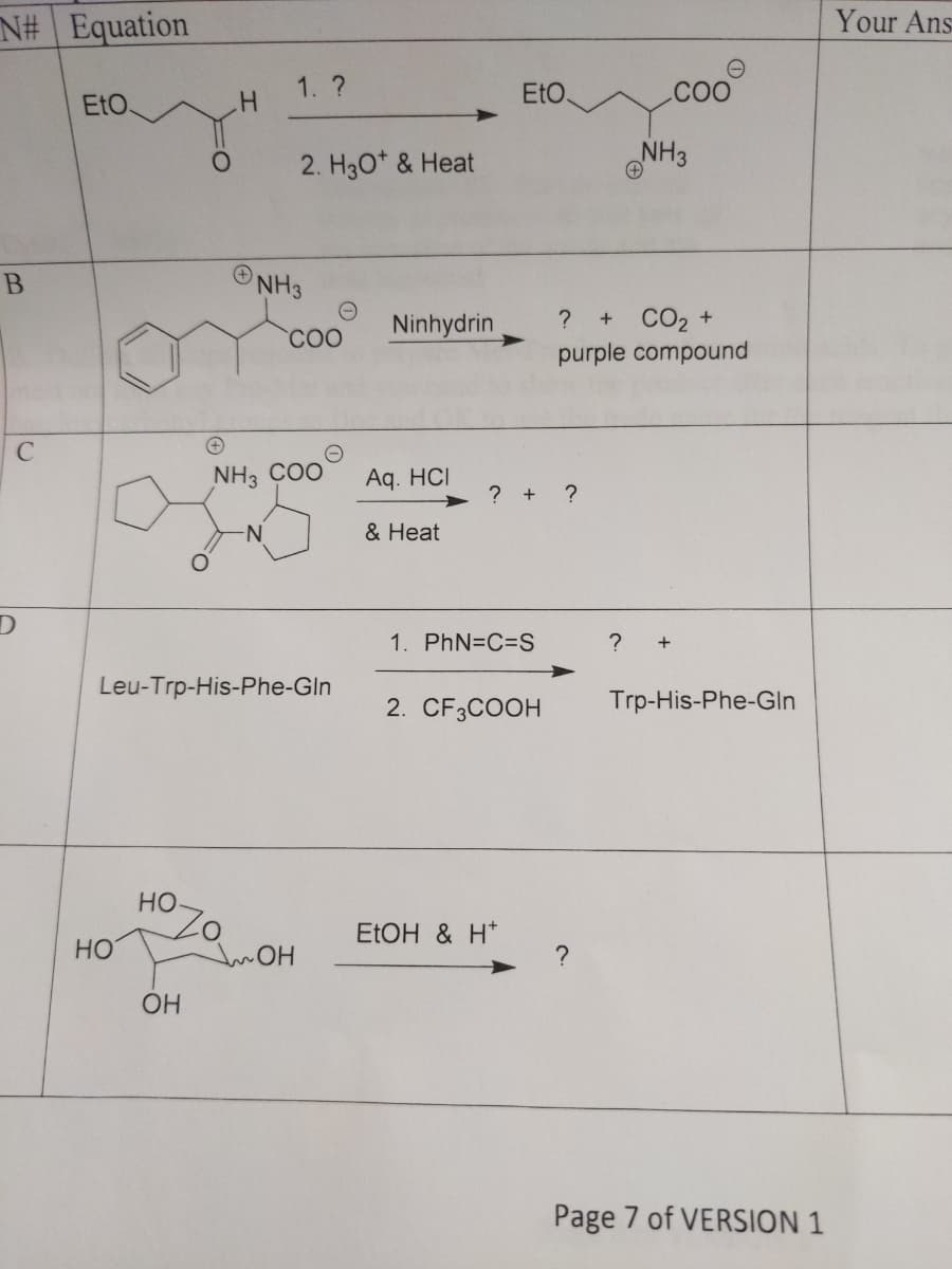 N# Equation
EtO
B
C
D
HO
Zo
H
OH
+
NH3 COO
-N
Leu-Trp-His-Phe-Gln
HO
1. ?
2. H30* & Heat
Ninhydrin
NH3
COO
O
OH
Aq. HCI
& Heat
EtO
?+ ?
1. PhN=C=S
2. CF3COOH
EtOH & H*
COO
NH3
? + CO₂ +
purple compound
? +
Trp-His-Phe-Gln
?
Page 7 of VERSION 1
Your Ans